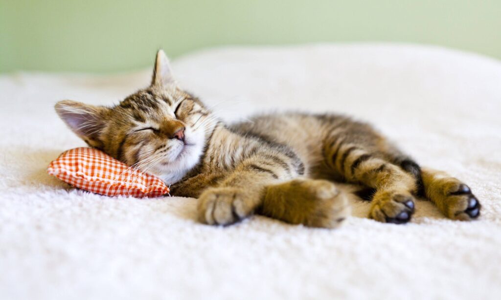 Зоогостиница — Передержка домашних животных — PetRest